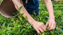 Peluang Usaha di Desa: Potensi dan Tantangan Berbisnis di Pedesaan