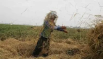 Jamkrindo Catat Penjaminan KUR Pertanian Rp 35,78 Triliun, Dukung 650 Ribu UMKM
