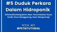 5 Duduk Perkara Dalam Hidroponik
