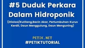 5 Duduk Perkara Dalam Hidroponik