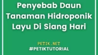 Penyebab Daun Tanaman Hidroponik Layu Di Siang Hari