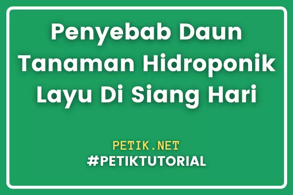 Penyebab Daun Tanaman Hidroponik Layu Di Siang Hari
