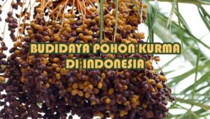 Terbukti! Cara Menanam Kurma di Indonesia Agar Cepat Berbuah