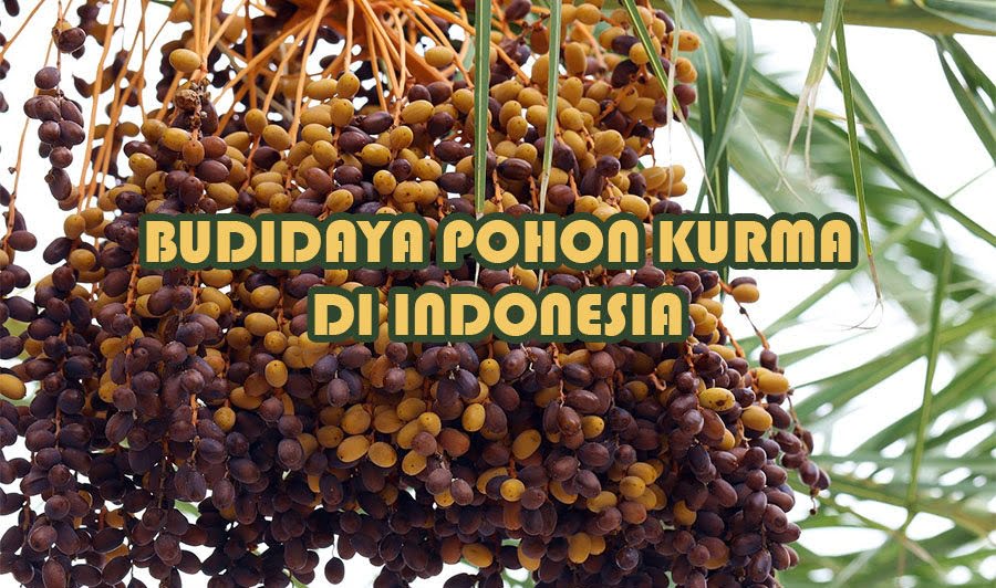 Terbukti! Cara Menanam Kurma di Indonesia Agar Cepat Berbuah